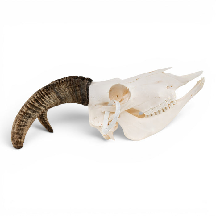 Real Bighorn Sheep Skull