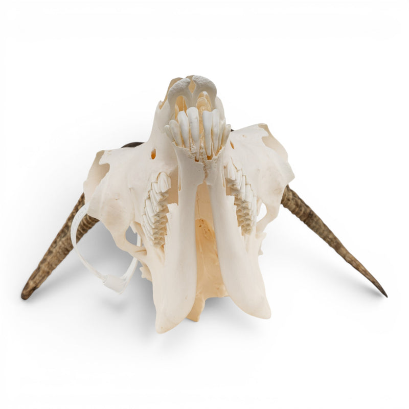 Real Bighorn Sheep Skull