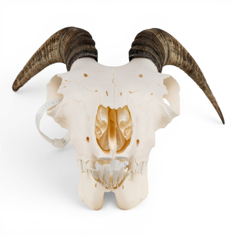 Real Bighorn Sheep Skull