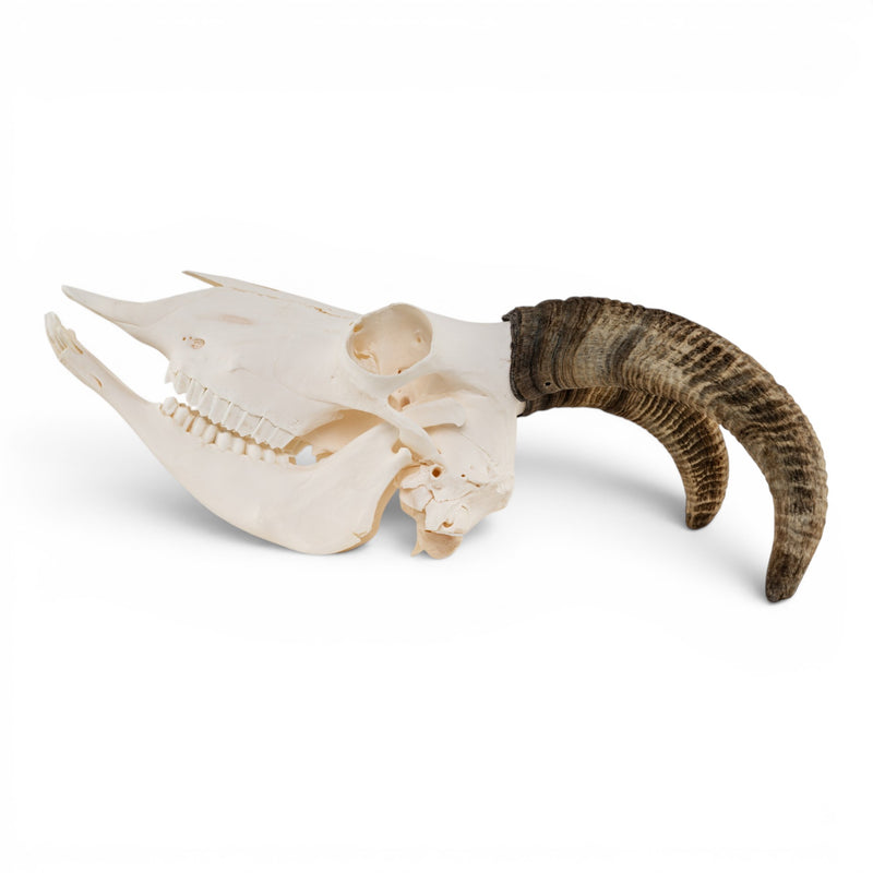 Real Bighorn Sheep Skull