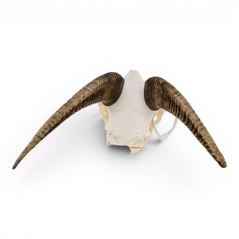 Real Bighorn Sheep Skull