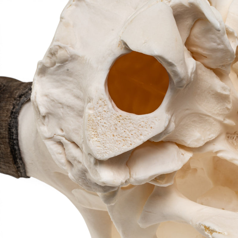 Real Bighorn Sheep Skull