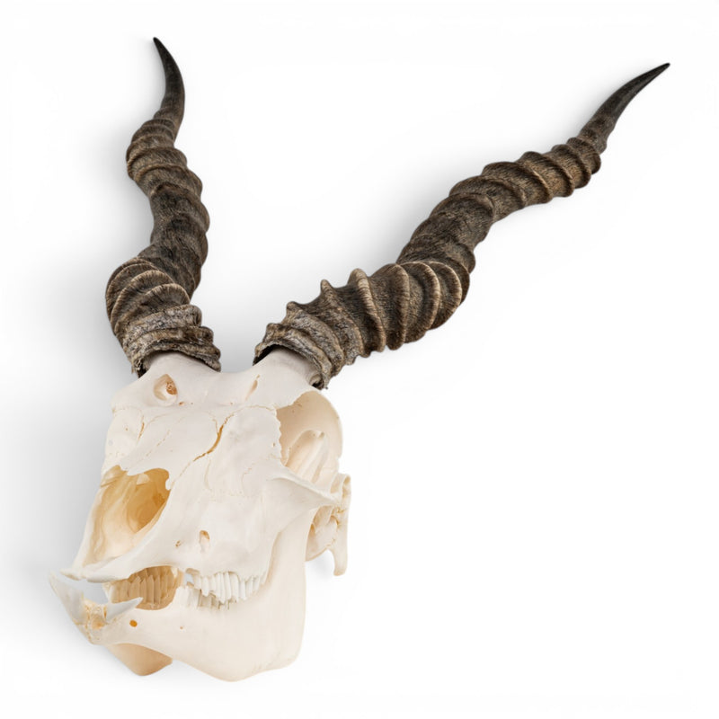Real Blackbuck Skull