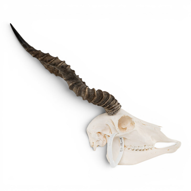Real Blackbuck Skull