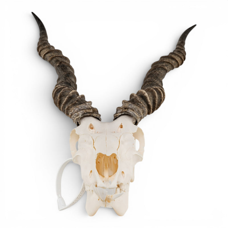 Real Blackbuck Skull