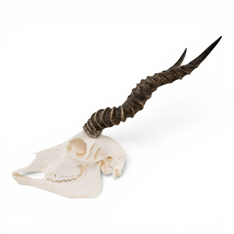 Real Blackbuck Skull