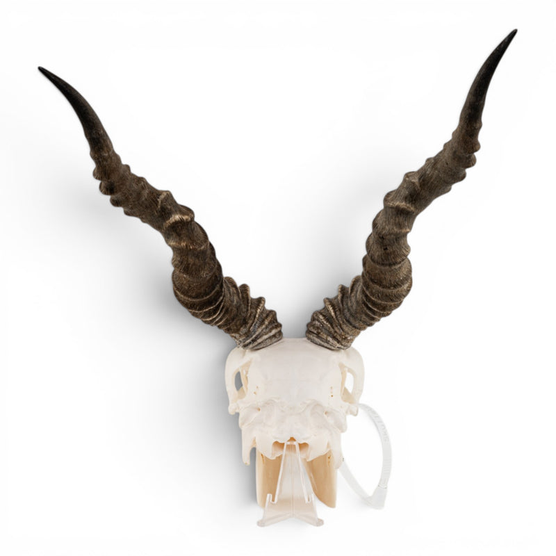 Real Blackbuck Skull