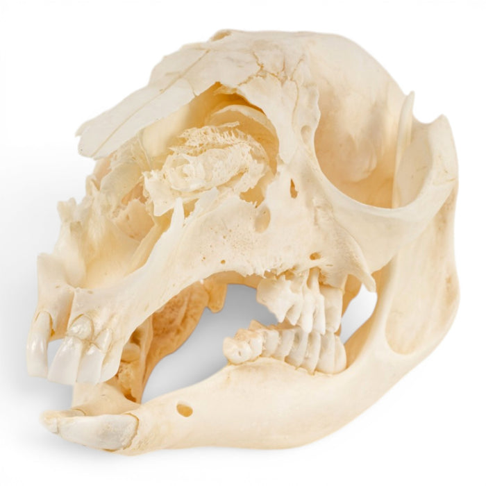 Real Kangaroo Skull - Pathology