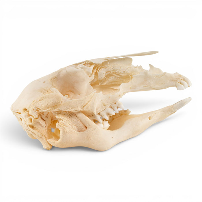 Real Kangaroo Skull - Pathology