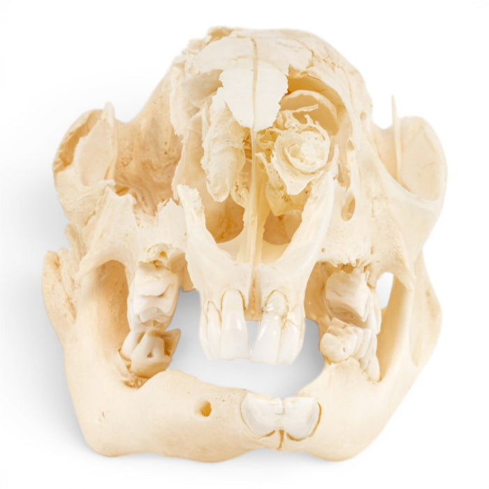 Real Kangaroo Skull - Pathology