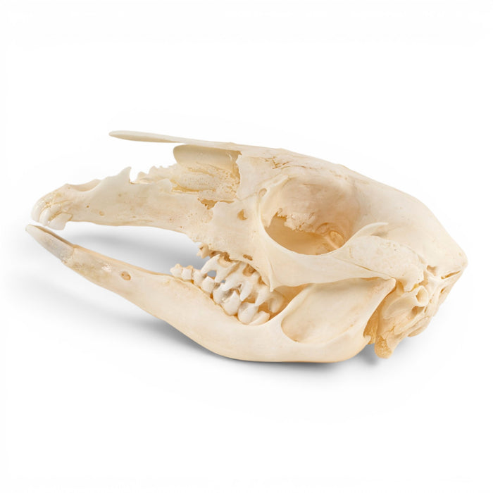 Real Kangaroo Skull - Pathology