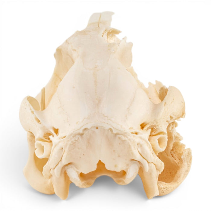 Real Kangaroo Skull - Pathology