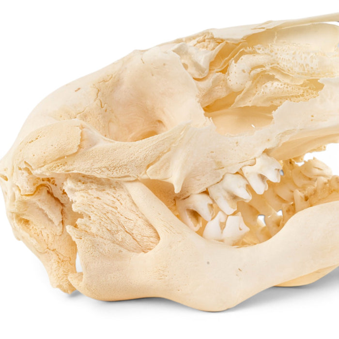 Real Kangaroo Skull - Pathology