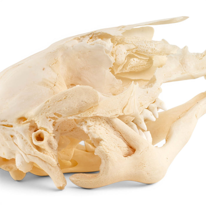 Real Kangaroo Skull - Pathology