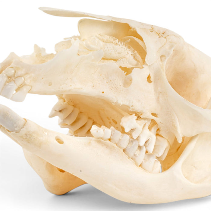 Real Kangaroo Skull - Pathology
