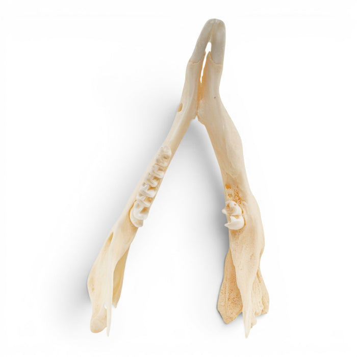Real Kangaroo Skull - Pathology