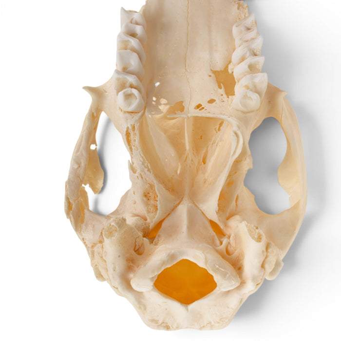 Real Kangaroo Skull - Pathology