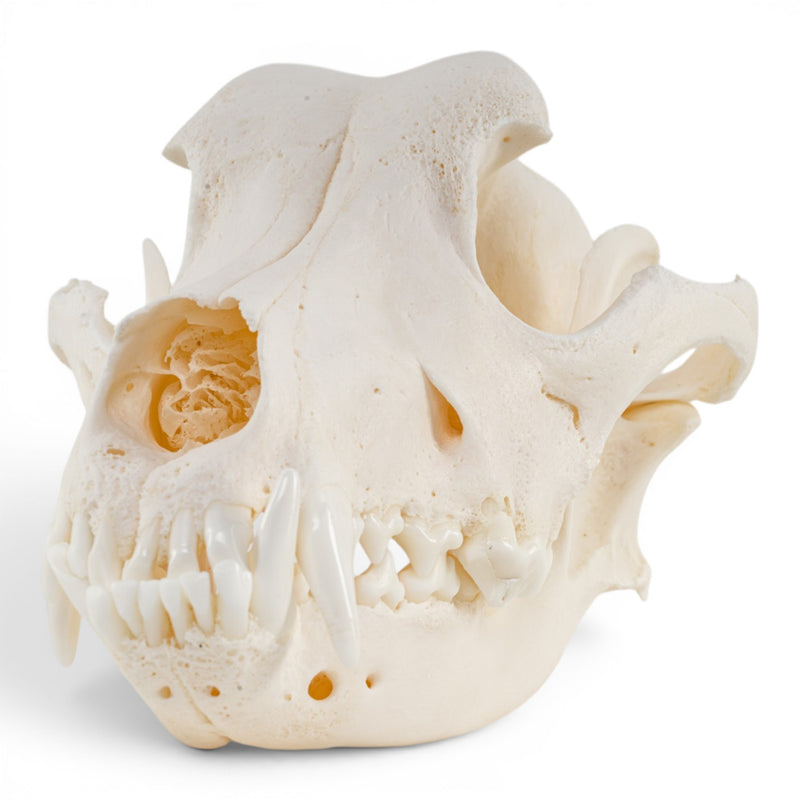 Real Domestic Dog - German Shepherd Skull - Pathology