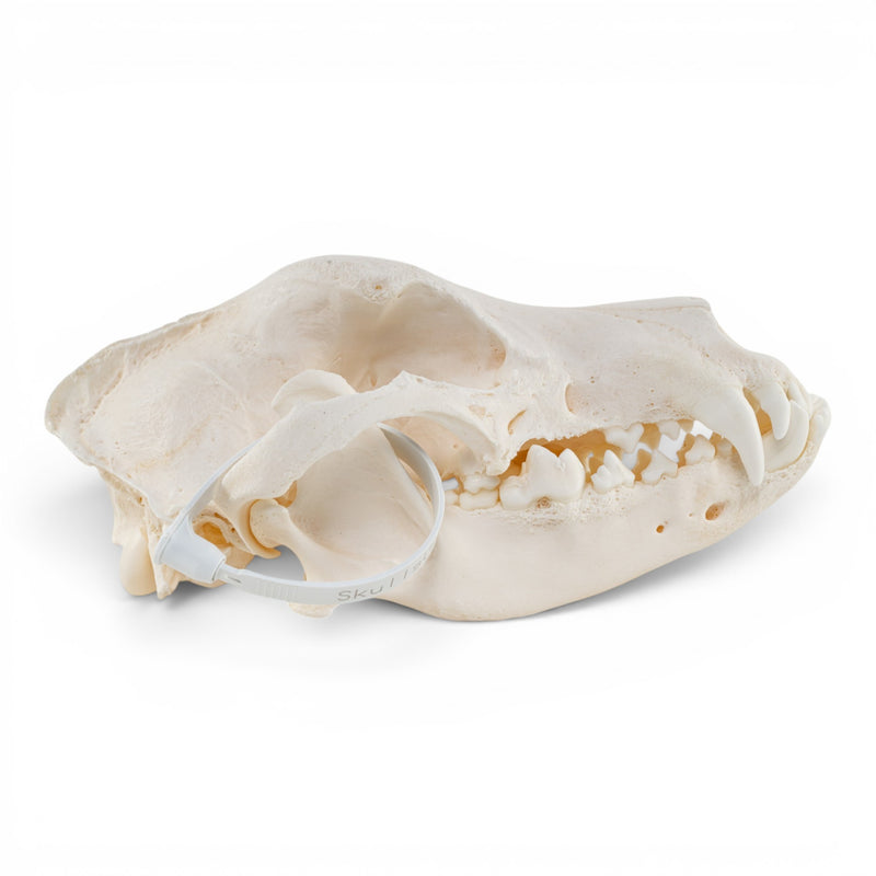 Real Domestic Dog - German Shepherd Skull - Pathology