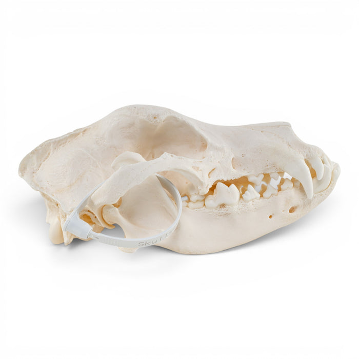 Real Domestic Dog - German Shepherd Skull - Pathology