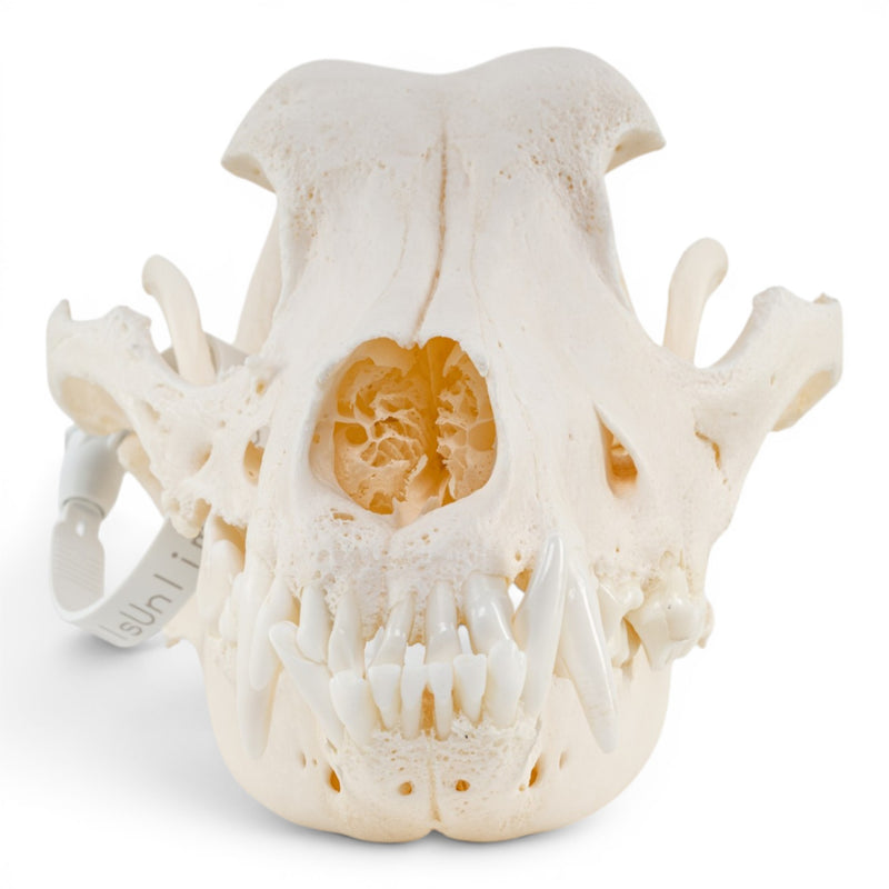 Real Domestic Dog - German Shepherd Skull - Pathology