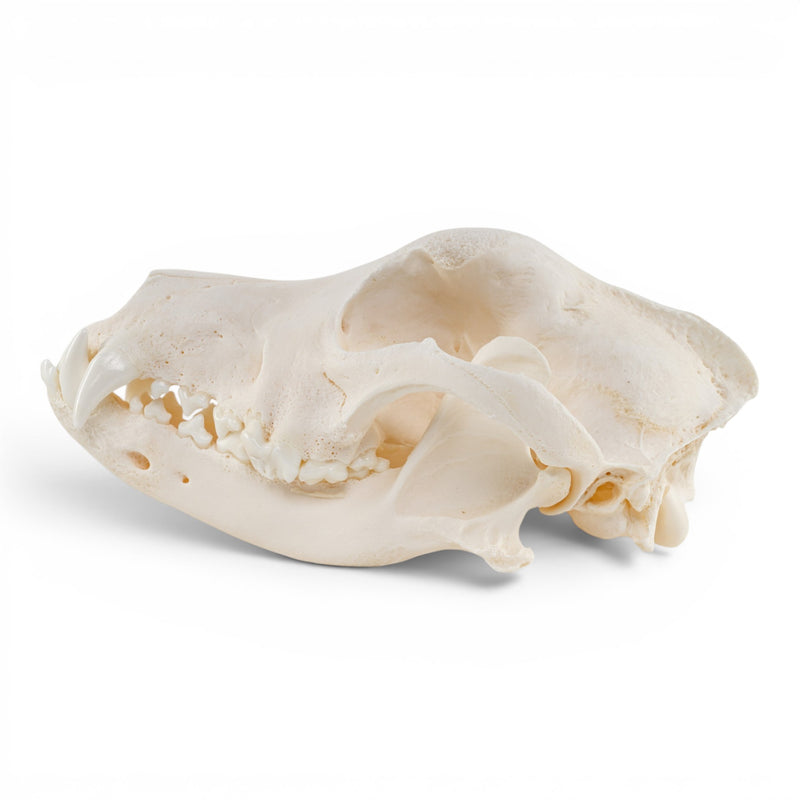 Real Domestic Dog - German Shepherd Skull - Pathology