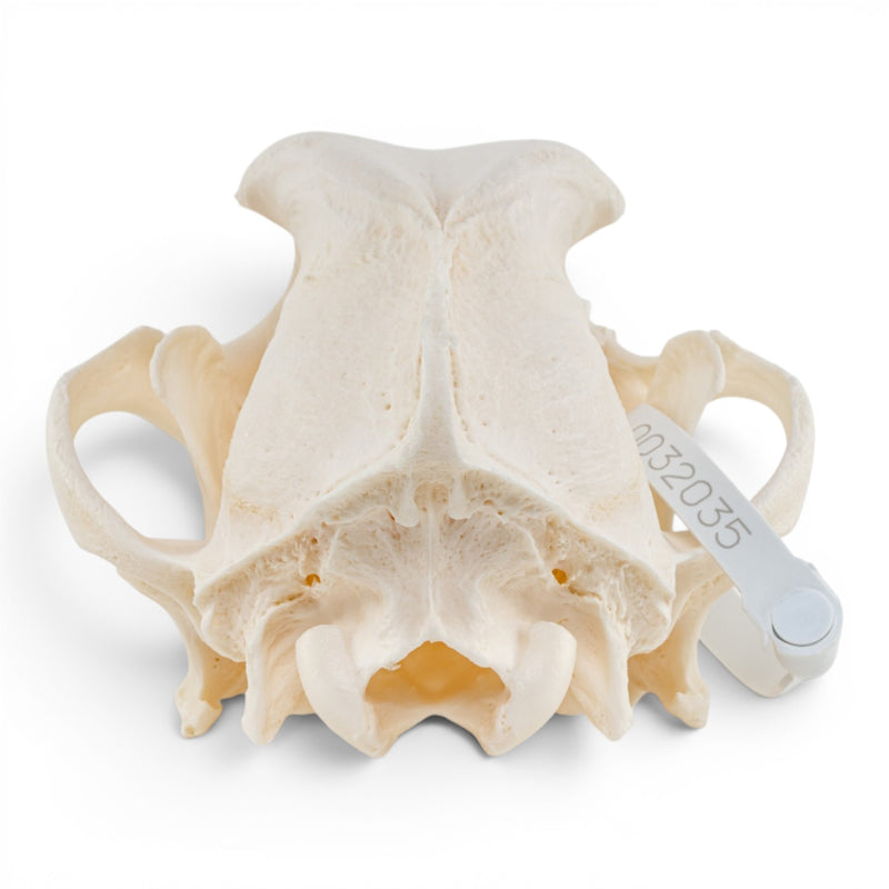 Real Domestic Dog - German Shepherd Skull - Pathology