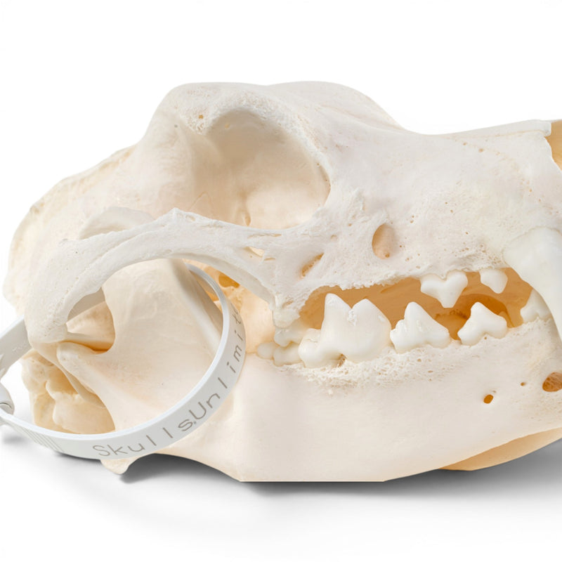 Real Domestic Dog - German Shepherd Skull - Pathology