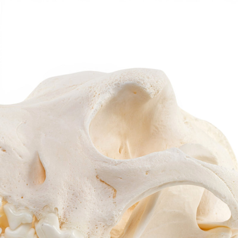 Real Domestic Dog - German Shepherd Skull - Pathology