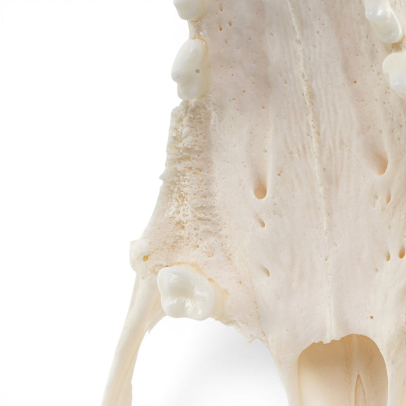 Real Domestic Dog - German Shepherd Skull - Pathology