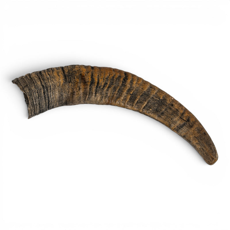 Replica Bighorn Sheep Horn