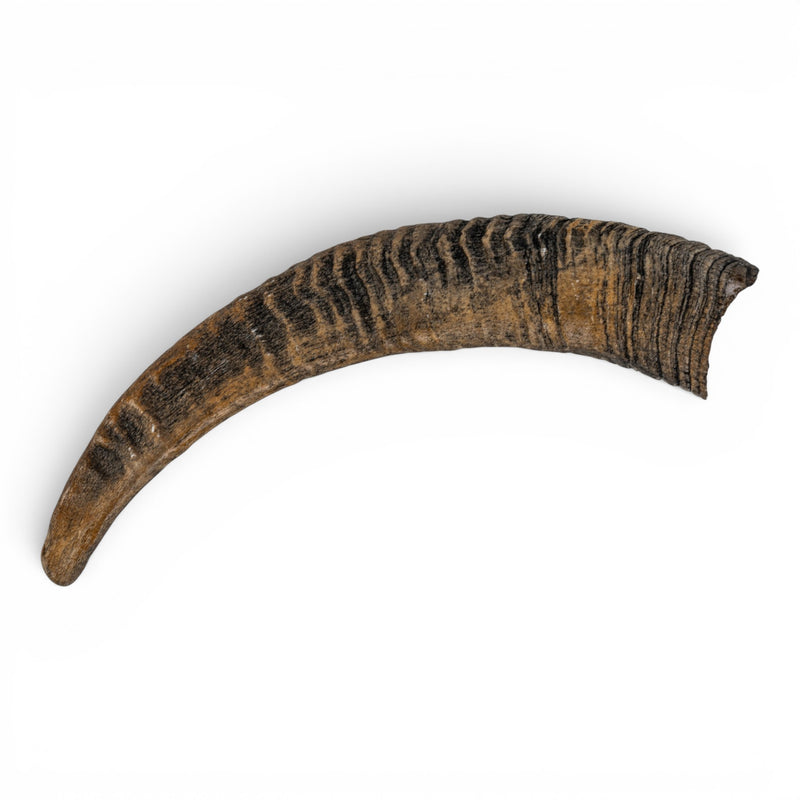 Replica Bighorn Sheep Horn