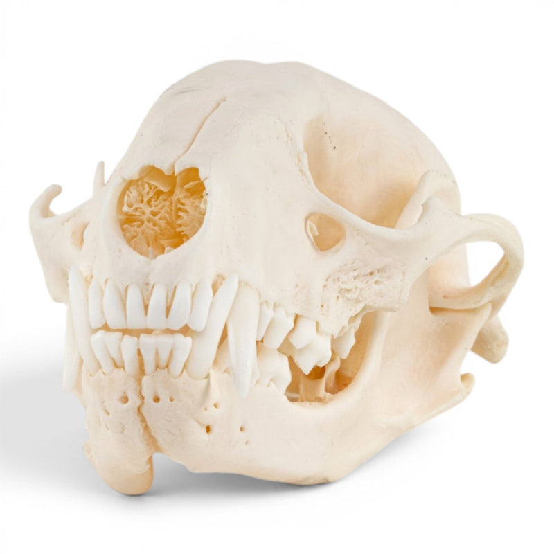 Real Raccoon Skull - Adolescent - Pathology