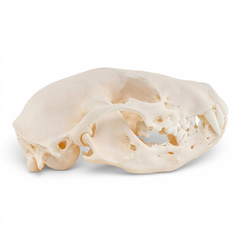 Real Raccoon Skull - Adolescent - Pathology