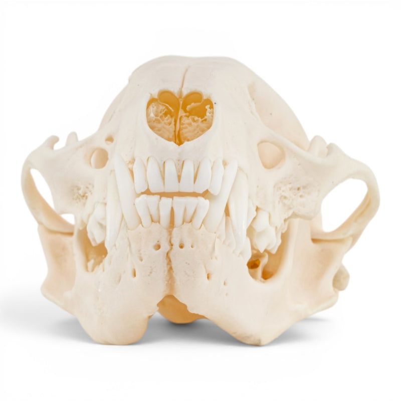 Real Raccoon Skull - Adolescent - Pathology