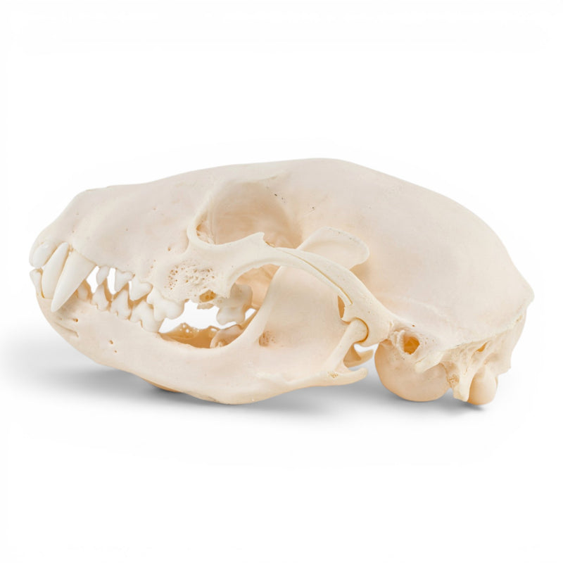 Real Raccoon Skull - Adolescent - Pathology