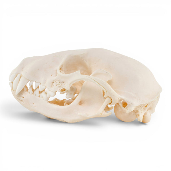 Real Raccoon Skull - Adolescent - Pathology