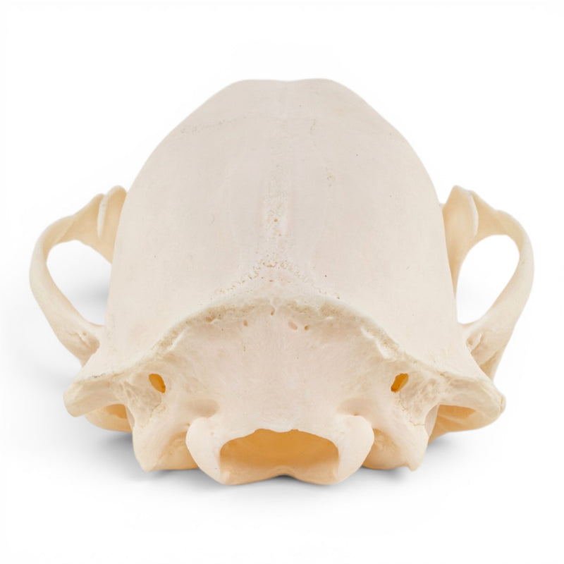 Real Raccoon Skull - Adolescent - Pathology