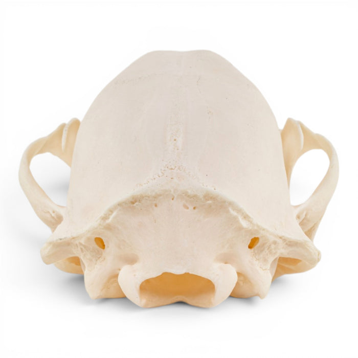 Real Raccoon Skull - Adolescent - Pathology