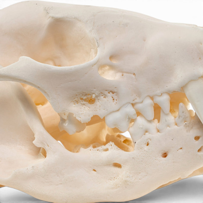 Real Raccoon Skull - Adolescent - Pathology