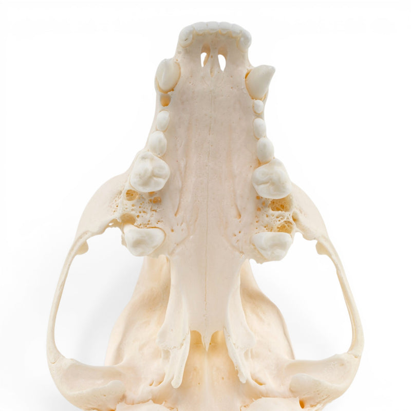 Real Raccoon Skull - Adolescent - Pathology