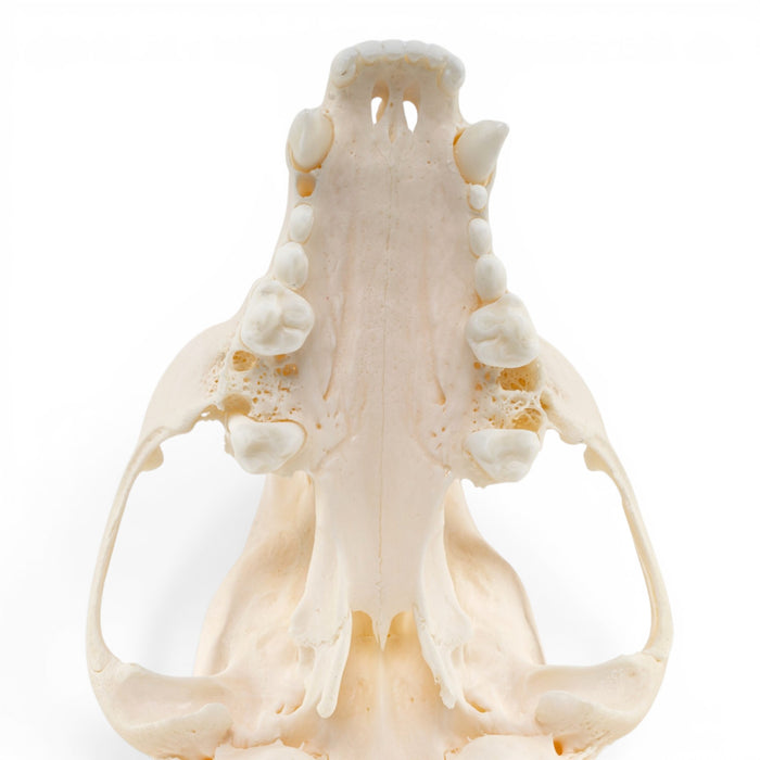 Real Raccoon Skull - Adolescent - Pathology