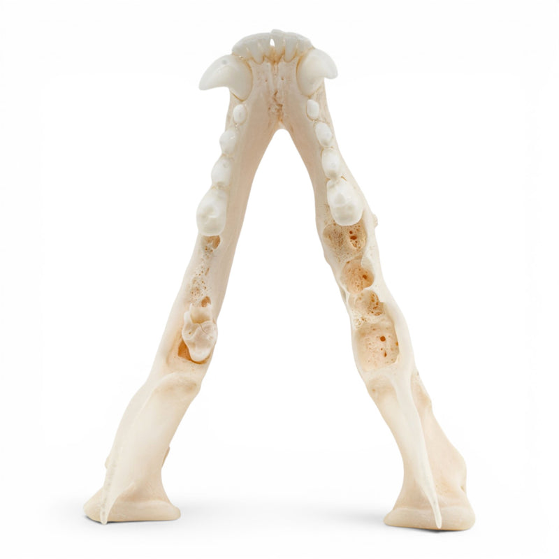 Real Raccoon Skull - Adolescent - Pathology