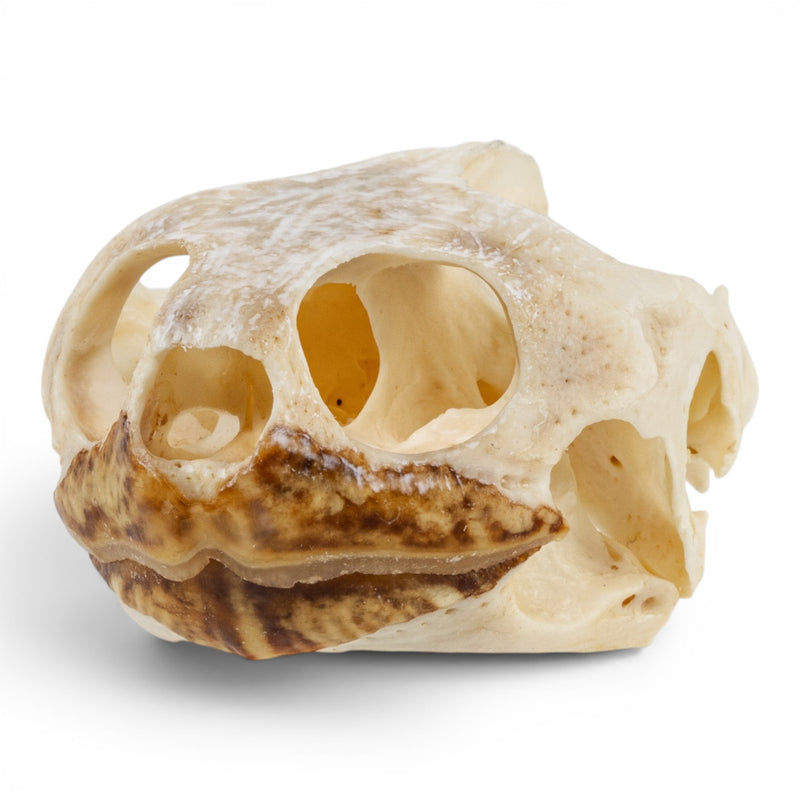 Real Pond Turtle Skull