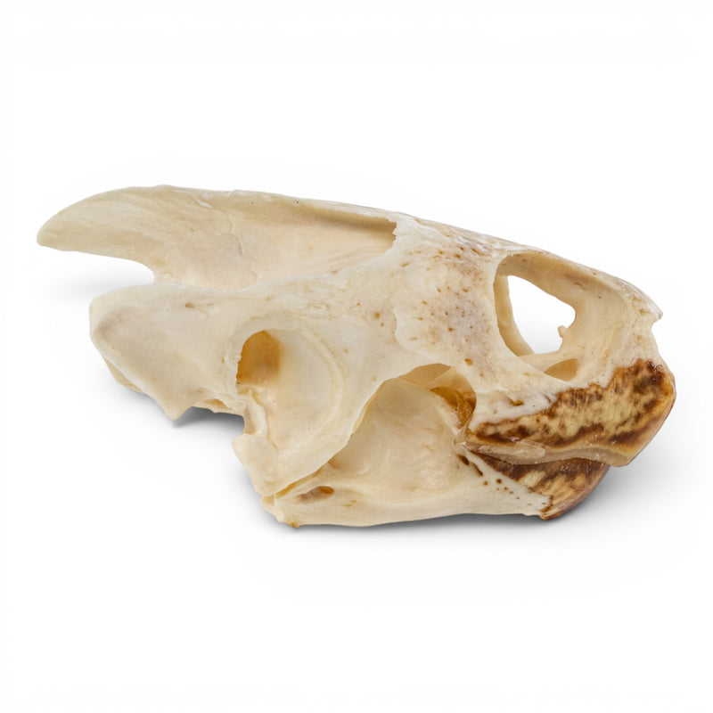 Real Pond Turtle Skull