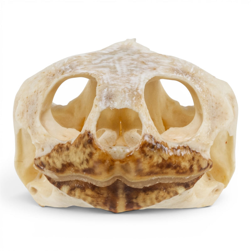 Real Pond Turtle Skull