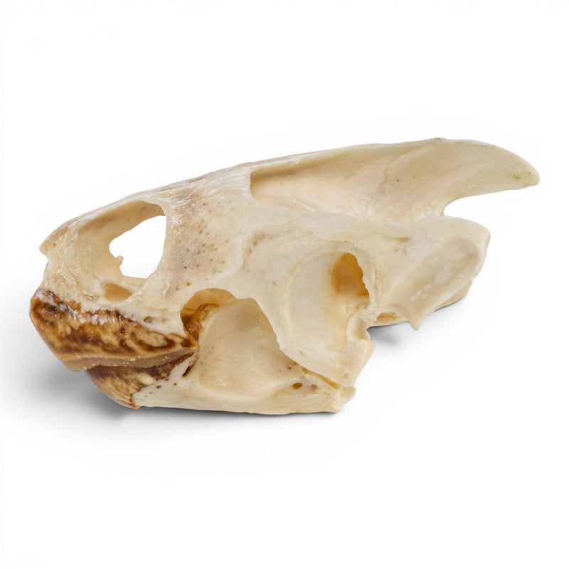 Real Pond Turtle Skull