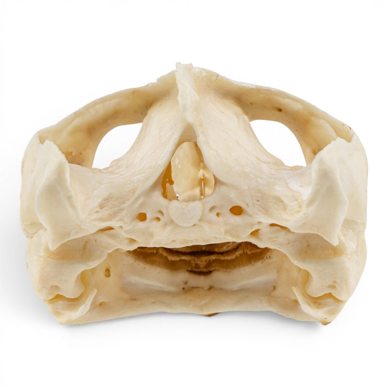 Real Pond Turtle Skull