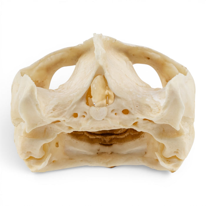 Real Pond Turtle Skull