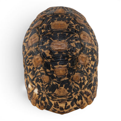 Real Leopard Tortoise Shell